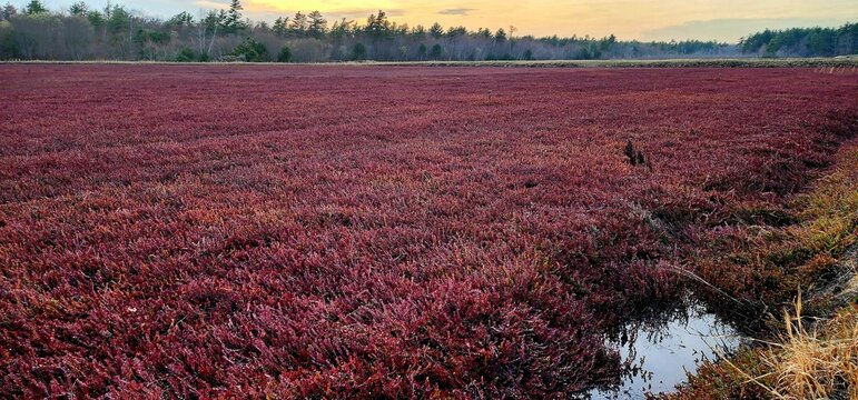 Vibrant cranberry bog landscape during a peaceful sunset, showcasing the beauty of nature and autumn harvest agriculture