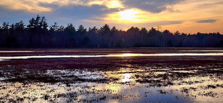 Golden Hour Sunset Over a Peaceful Marshland Landscape Representing Tranquility and Natural Beauty