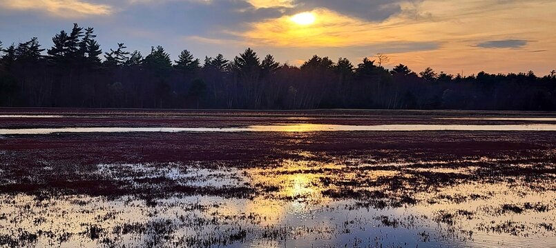 Golden sunset over a tranquil marsh with silhouette forest trees, evoking peace and serenity in nature