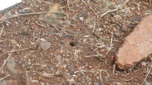 black ant holes above ground level
