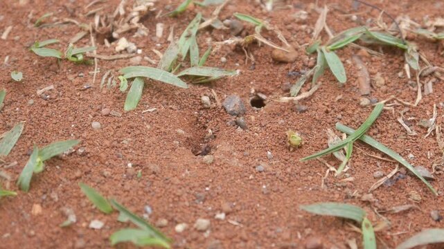 black ant holes above ground level