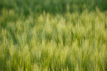 Obraz premium Close-up of tall green grass in a sunlit field