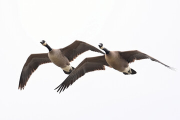 A pair of Canada geese in flight. © JT Fisherman