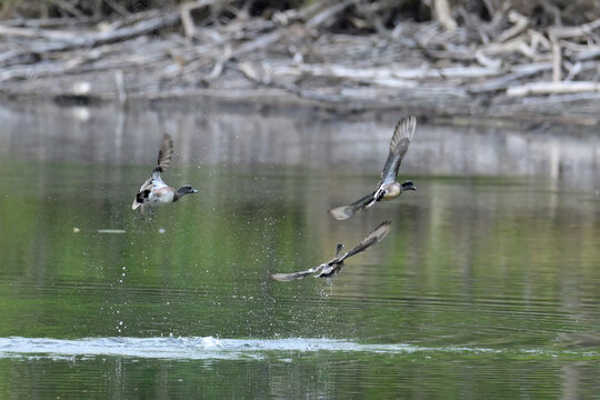 A trio of migratory American Wigeons (Mareca americana) take flight over Reflections Lake, Alaska.