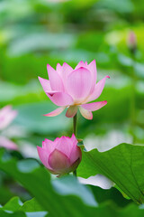 Obraz premium lotus flower blooming in summer pond with green leaves as background