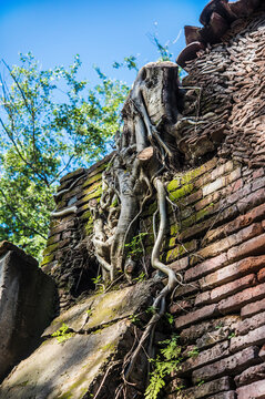 Tree on wall in ecopark in Nogueras