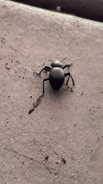 Black darkling beetle crawling on a textured concrete surface, macro shot
