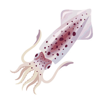 Squid illustration isolated on white background. Vector cartoon style of fresh raw squid