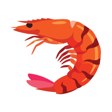 shrimp isolated on white background in vibrant cartoon style illustration