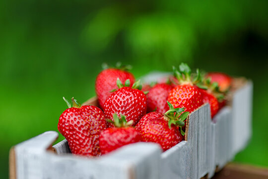 A flat of farm fresh vibrant red delicious strawberries. The summer fruit is ripe and ready to eat. Each strawberry has a green stem as it was just picked off the vine at a farm. 