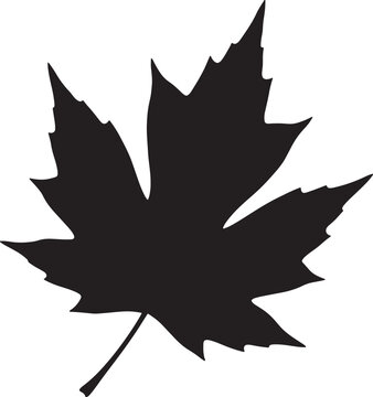 Black silhouette of a detailed maple leaf with silhouette, botanical
