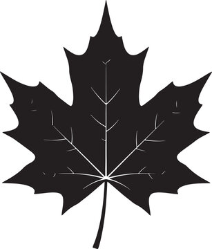 Graphic black silhouette of a maple leaf with vein texture, silhouette
