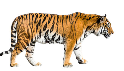 Obraz premium Full body side view of a majestic tiger walking isolated on transparent background