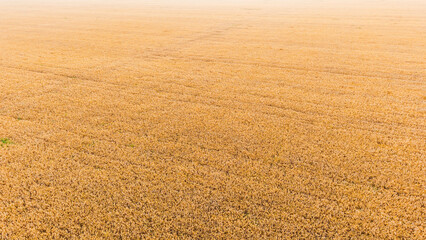 This aerial shot shows a vast golden ripe wheat farmland, with subtle tire tracks across the mature grain crops ready for harvest. © tai