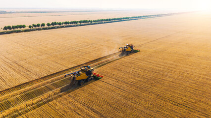 Aerial view of two combine harvesters operating in a sprawling golden wheat farmland during harvest season, with neat tree lines on the horizon. © tai