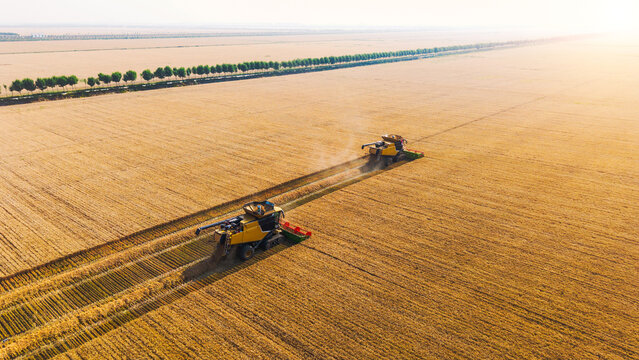 Aerial view of two combine harvesters operating in a sprawling golden wheat farmland during harvest season, with neat tree lines on the horizon.