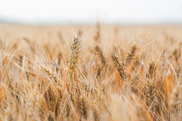 Fototapeta premium This close-up shot captures a mature wheat field, with golden ripe wheat ears ready for harvesting, showcasing rural agricultural scenery.