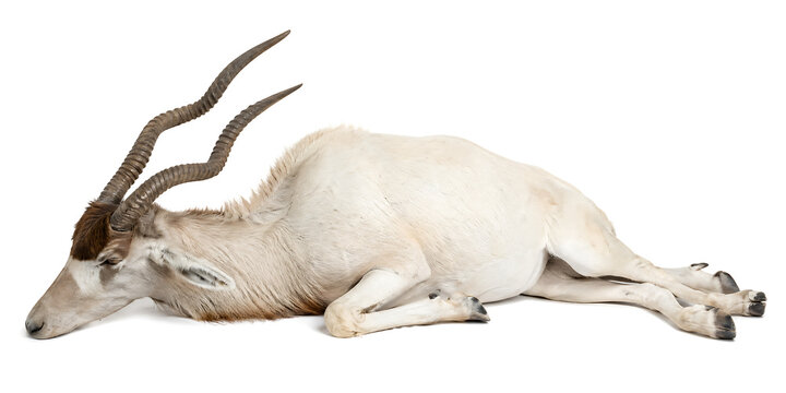 A serene scene of a resting addax antelope lying down peacefully on a grassy plain in a natural landscape.