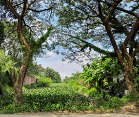 Fototapeta premium Lush Tropical Landscape with Water Hyacinth Covered Canal and Large Trees