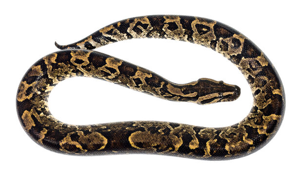 Indian python isolated on transparent background