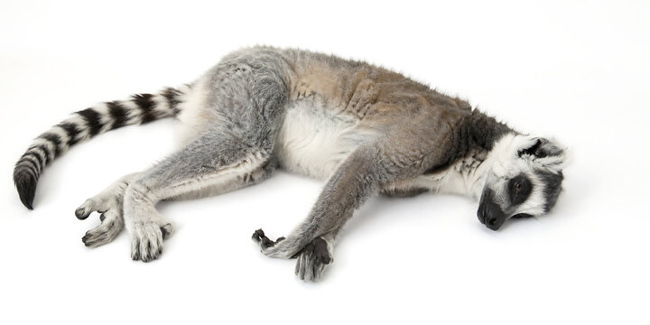 A ring-tailed lemur lies on its side, showcasing its distinctive fur and tail.