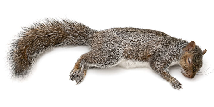 A dead squirrel lies on the ground in a natural environment with its tail and legs stretched out.