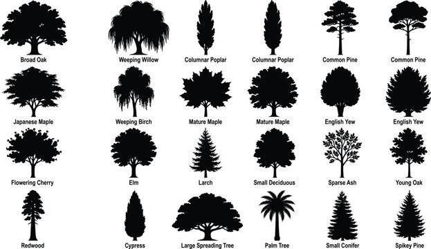 Comprehensive collection of labeled black tree silhouettes including oak, willow, pine, maple, palm, and conifer forms for design projects