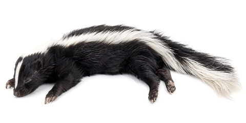 Naklejka premium A dead skunk lies on its side with white stripes on its back