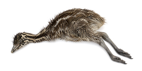 Obraz premium A dead ostrich lies on its side on plain surface in studio