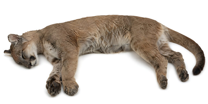 A large mountain lion sleeps peacefully on a plain surface