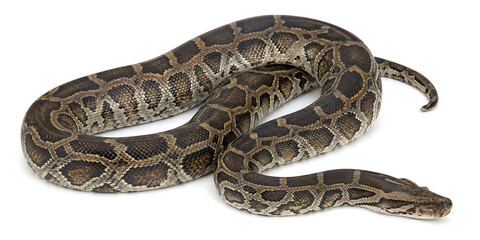 Fototapeta premium Snake coiled on ground showcasing reptile animal body scales