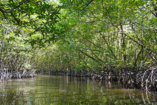 A small canal connecting to the sea, amidst the fertile mangrove forest on the coast of Ban Tha Din Daeng, Thai Mueang District, Phang Nga Province Thailand 