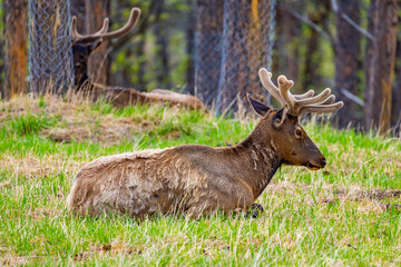 Obraz premium Bull Elk Herd Resting Velvet Antlers Black Hills