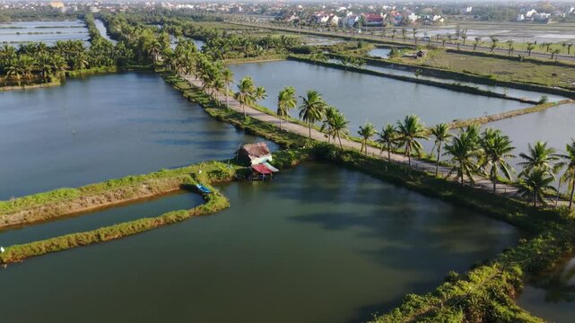 Aerial View Hoi An Palmlined Lane Between Aquaculture Ponds With Small Thatched Hut And Canoe, Calm Water Reflections, Narrow Embankment Road, Bright Sunlight And Coastal Farmland Beyond