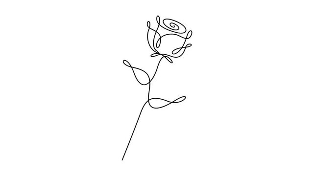 Rose flower continuous line drawing animation isolated on white background. Minimalist rose line sketch self-drawing animation for romantic web design.