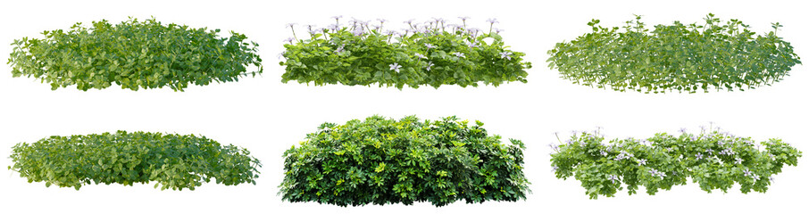 Obraz premium collection of six isolated lush green garden bushes and flowering hedges, showcasing diverse foliage and small white blossoms, on transparent background.