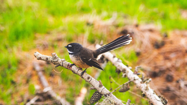 fantail new zealand bird close up feathers on a branch nature forest