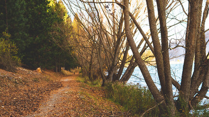 Naklejka premium autumn forest trees pines path walking peaceful nature scenery new zealand south island