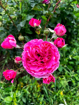 rosas rosadas manojo ramo rosas roses pink