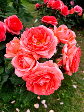 flower rose orange rosas rosadas naranjas naturales