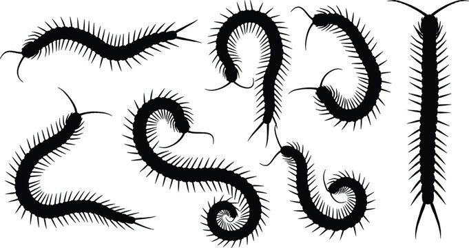 Centipede Silhouettes Collection with Creepy Crawling Insect Shapes Vector Illustration Set for Pest, Biology, Halloween, and Nature Design