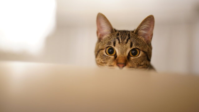 覗くキジトラ猫