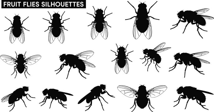 Fruit Flies Silhouettes Collection with Different Fly Poses Detailed Vector Illustration Set for Insect, Entomology, Pest Control, and Biology Design