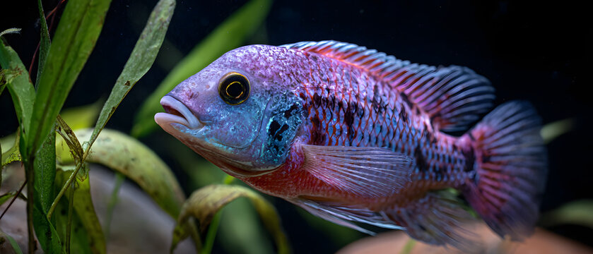 An African cichlid near green aquatic plants in its aquarium; an illustration of an aquatic animal.