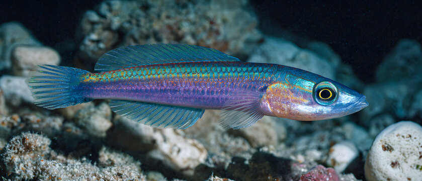 A fish swims in the dark sea, surrounded by coral reefs. An illustration of an aquatic animal against a background.