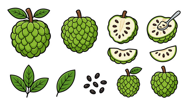 Vector cartoon pack of srikaya or custard apple elements including whole fruit, half slices, and green leaves isolated on white background