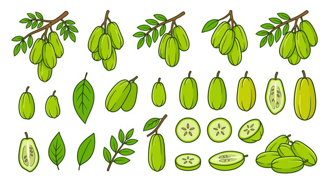 Set of Averrhoa bilimbi fruit illustrations in cartoon style