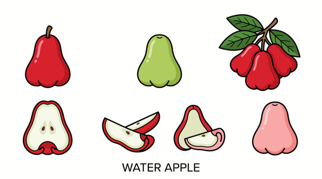 Jambu Air Water Apple Cartoon Set &ndash; Isolated Fruit Illustrations with Cross Section and Slices