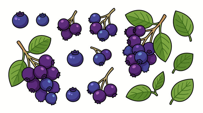 Set of fresh juneberry fruits with leaves and branches