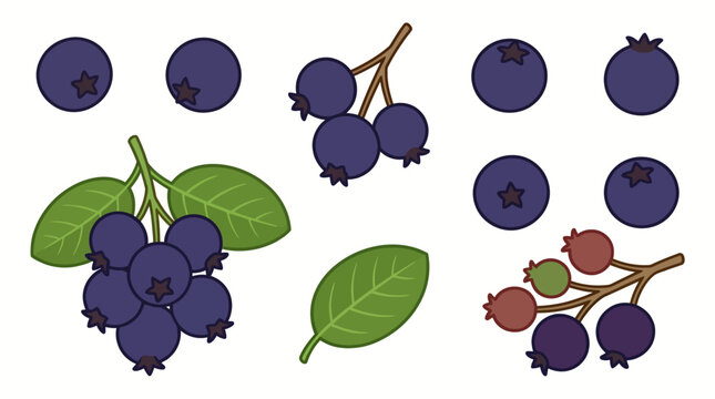 Set of colorful juneberry fruits, leaves, and branches